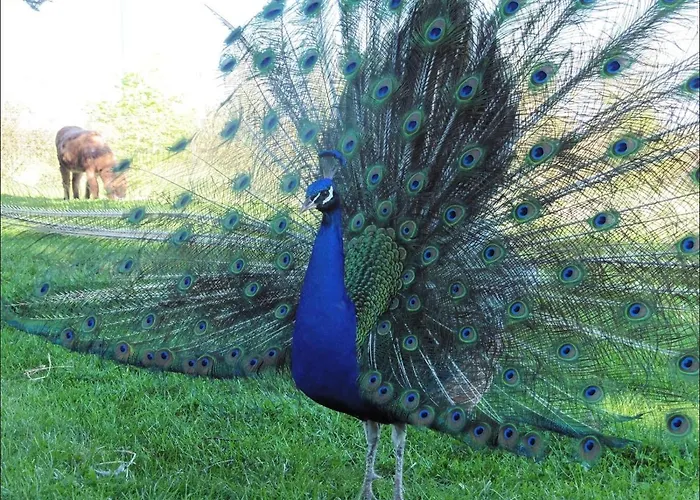 بيت ضيافة Manoir De L'esperance *